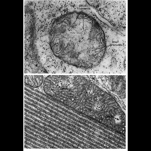  NCBI Organism:Vicia faba, Serpentes, ; Cell Components:mitochondrion, mitochondrial crista, mitochondrial outer membrane, mitochondrial inner membrane, mitochondrial chromosome, endoplasmic reticulum; Biological process:mitochondrial DNA replication