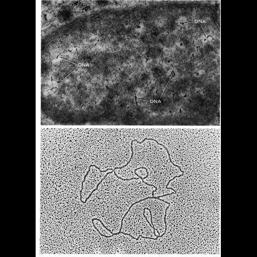  NCBI Organism:Rattus, Xenopus laevis, ; Cell Types:oocyte Cell Components:mitochondrion, mitochondrial chromosome; Biological process:mitochondrial DNA replication