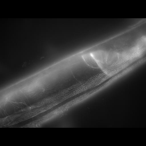  NCBI Organism:Caenorhabditis elegans; Cell Types:muscle cell Cell Components:actin filament Biological process:chronological cell aging