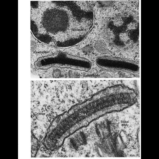  NCBI Organism:Trypanosoma mega; Cell Components:kinetoplast, nucleus;