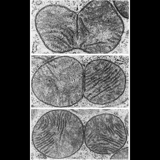  NCBI Organism:Talpidae; Cell Components:mitochondrion, mitochondrial crista, mitochondrial outer membrane, mitochondrial inner membrane; Biological process:mitochondrial fission