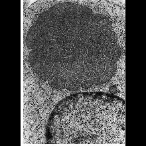  NCBI Organism:unclassified Insecta; Cell Types:spermatid Cell Components:mitochondrion, mitochondrial outer membrane, mitochondrial inner membrane, Nebenkern; Biological process:spermatogenesis