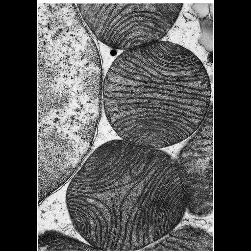  NCBI Organism:Myotis lucifugus; Cell Types:brown fat cell Cell Components:mitochondrion, mitochondrial crista, mitochondrial outer membrane, mitochondrial inner membrane, nucleus; Biological process:cellular respiration, generation of precursor metabolites and energy;