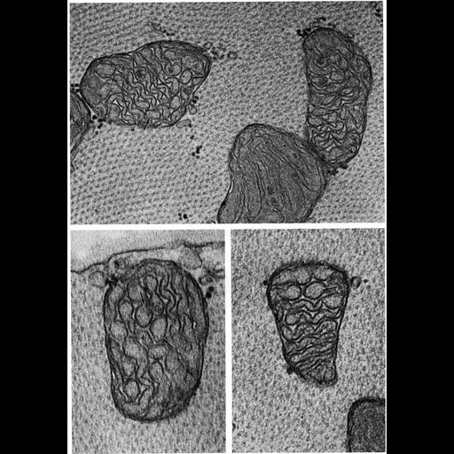  NCBI Organism:Felis catus; Cell Types:cardiac muscle cell Cell Components:mitochondrion, mitochondrial crista, mitochondrial outer membrane, mitochondrial inner membrane; Biological process:cellular respiration