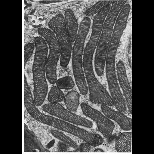  NCBI Organism:Phodopus; Cell Types:endocrine cell Cell Components:mitochondrion, mitochondrial crista, mitochondrial outer membrane, mitochondrial inner membrane; Biological process:cellular respiration