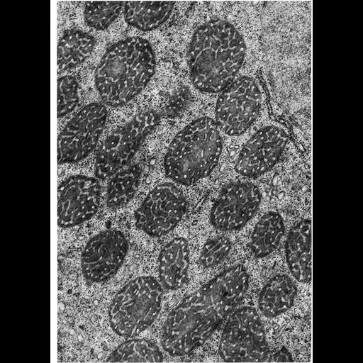  NCBI Organism:Amoeba; Cell Components:mitochondrion, mitochondrial crista, mitochondrial outer membrane, mitochondrial inner membrane; Biological process:cellular respiration