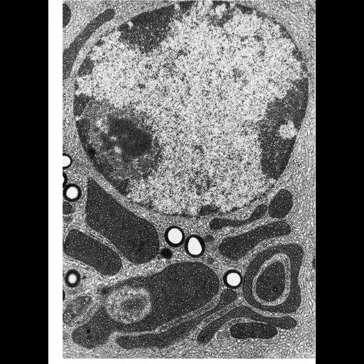  NCBI Organism:Spermophilus citellus; Cell Types:Leydig cell Cell Components:mitochondrion, mitochondrial crista, mitochondrial outer membrane, mitochondrial inner membrane; Biological process:cellular respiration