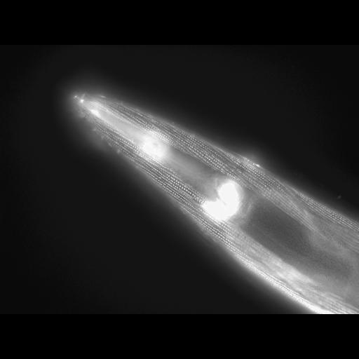  NCBI Organism:Caenorhabditis elegans; Cell Types:muscle cell Cell Components:actin filament Biological process:chronological cell aging