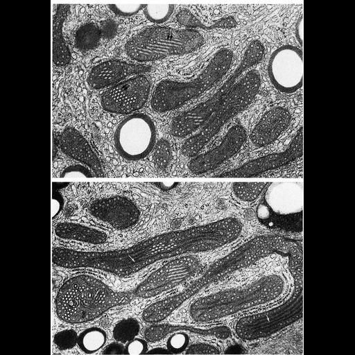  NCBI Organism:Spermophilus citellus; Cell Types:Leydig cell Cell Components:mitochondrion, mitochondrial crista, mitochondrial outer membrane, mitochondrial inner membrane; Biological process:cellular respiration