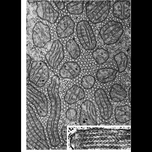  NCBI Organism:Cyprinodon variegatus; Cell Components:mitochondrion, mitochondrial crista, mitochondrial outer membrane, mitochondrial inner membrane; Biological process:cellular respiration