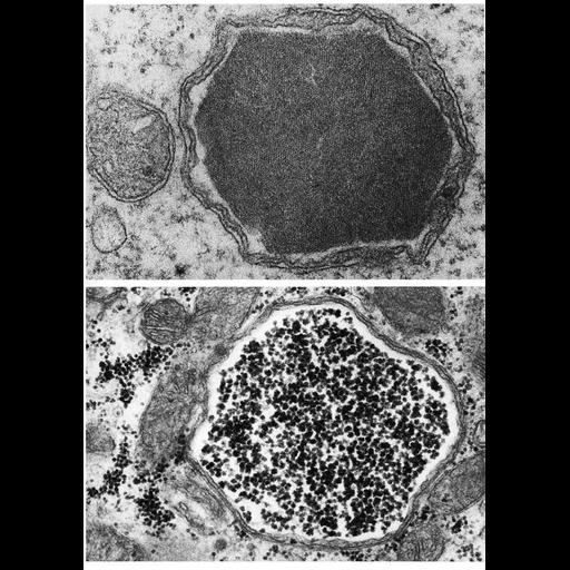  NCBI Organism:Rana catesbeiana, Felis catus, ; Cell Types:oocyte, cardiac muscle cell; Cell Components:mitochondrion, mitochondrial intracristal space, inclusion body; Biological process:vitellogenesis