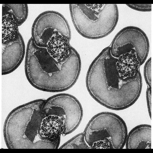  NCBI Organism:Jalysus; Cell Types:spermatid Cell Components:mitochondrial crista, axoneme; Biological process:spermatogenesis, spermatid development;