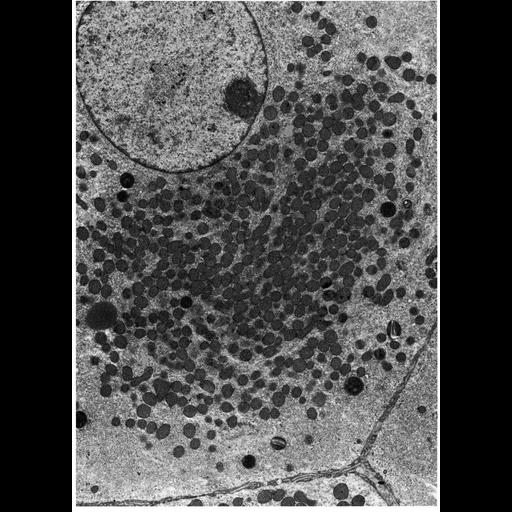  NCBI Organism:Sus scrofa domestica; Cell Types:Leydig cell Cell Components:mitochondrion, nucleus, Golgi apparatus; Biological process:cellular respiration