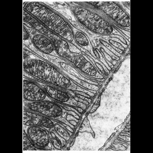  NCBI Organism:Cavia porcellus; Cell Types:epithelial cell Cell Components:mitochondrion, mitochondrial crista, mitochondrial outer membrane, mitochondrial inner membrane, basal part of cell; Biological process:cellular respiration