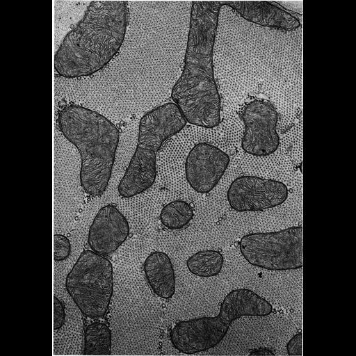  NCBI Organism:Felis catus; Cell Types:cardiac muscle cell Cell Components:mitochondrion, mitochondrial crista, mitochondrial outer membrane, mitochondrial inner membrane, myofibril; Biological process:cellular respiration