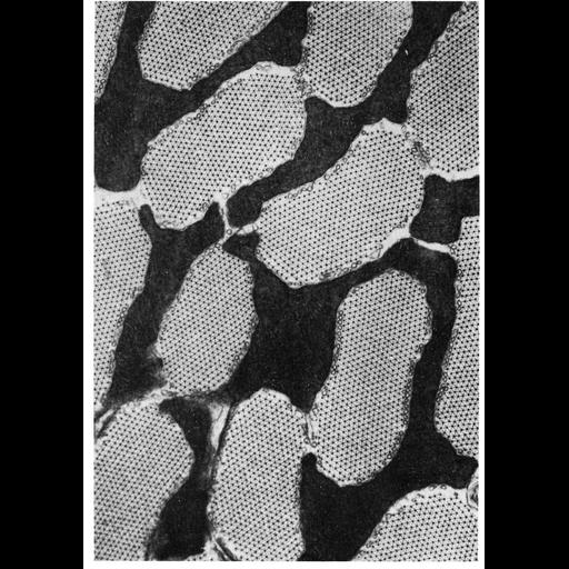  NCBI Organism:Lepidoptera; Cell Types:flight muscle cell Cell Components:mitochondrion, mitochondrial crista, myofibril; Biological process:cellular respiration