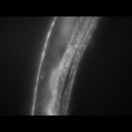  NCBI Organism:Caenorhabditis elegans; Cell Types:muscle cell Cell Components:actin filament Biological process:chronological cell aging