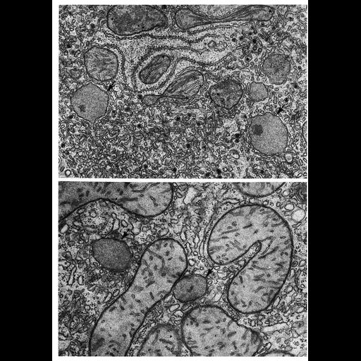  NCBI Organism:Rattus, Phodopus, ; Cell Types:hepatocyte Cell Components:peroxisome, cytoplasm, organelle; Biological process:cellular catabolic process