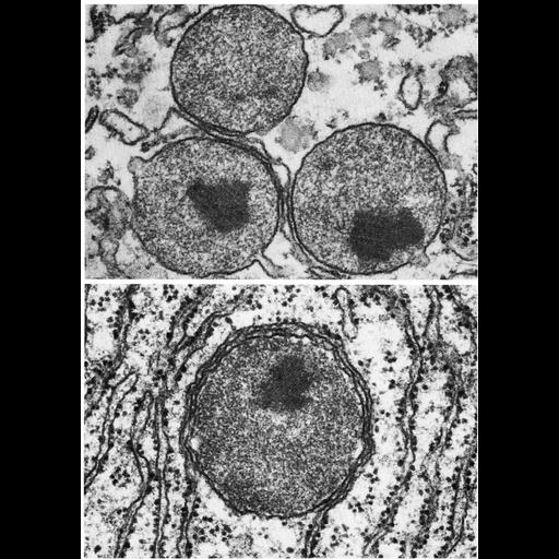  NCBI Organism:Rattus; Cell Types:hepatocyte Cell Components:peroxisome, cytoplasm, organelle; Biological process:cellular catabolic process