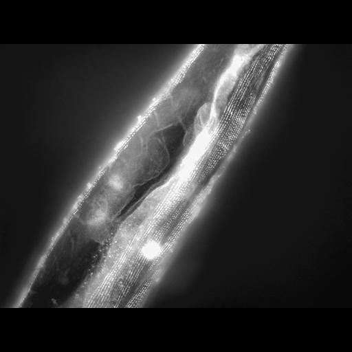  NCBI Organism:Caenorhabditis elegans; Cell Types:muscle cell Cell Components:actin filament Biological process:chronological cell aging