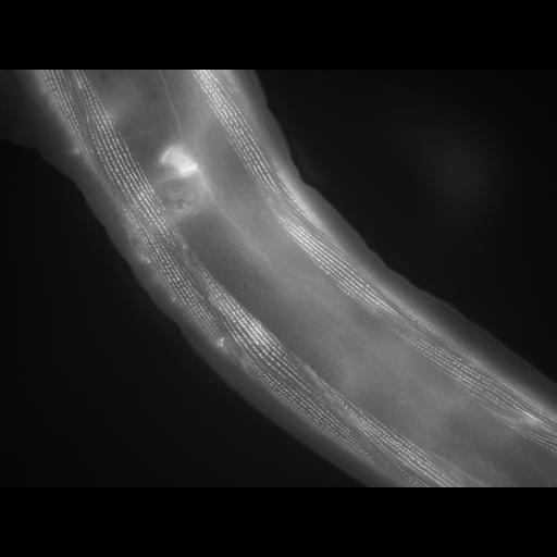  NCBI Organism:Caenorhabditis elegans; Cell Types:muscle cell Cell Components:actin filament Biological process:chronological cell aging