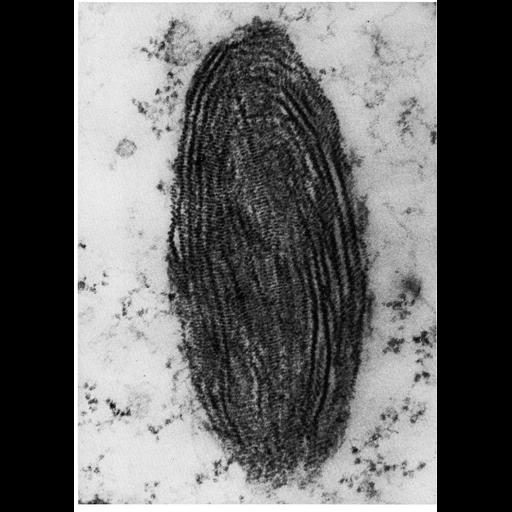  NCBI Organism:Homo sapiens; Cell Components:melanosome Biological process:pigmentation