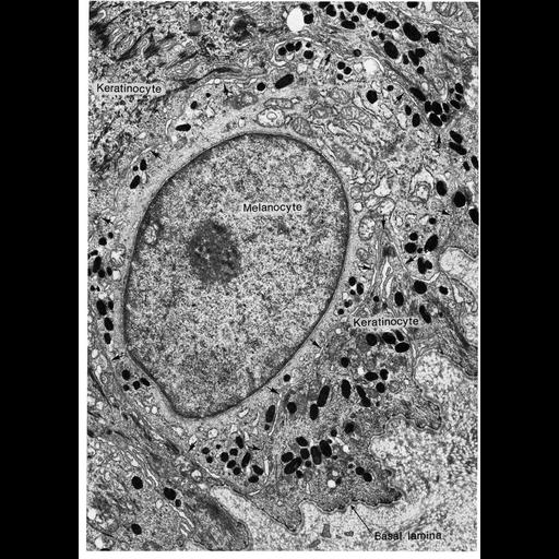  NCBI Organism:Pongo pygmaeus; Cell Types:melanocyte Cell Components:melanosome, basal lamina; Biological process:pigmentation