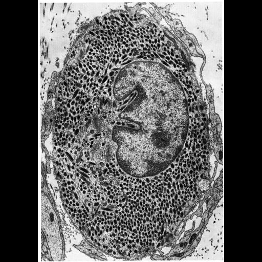  NCBI Organism:Macaca mulatta; Cell Types:melanocyte Cell Components:melanosome Biological process:pigmentation