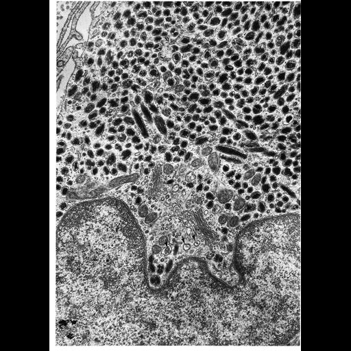  NCBI Organism:Macaca mulatta; Cell Types:melanocyte Cell Components:melanosome Biological process:pigmentation