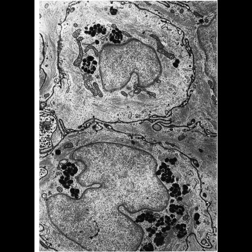  NCBI Organism:Macaca mulatta; Cell Types:epithelial cell Cell Components:melanosome Biological process:pigmentation