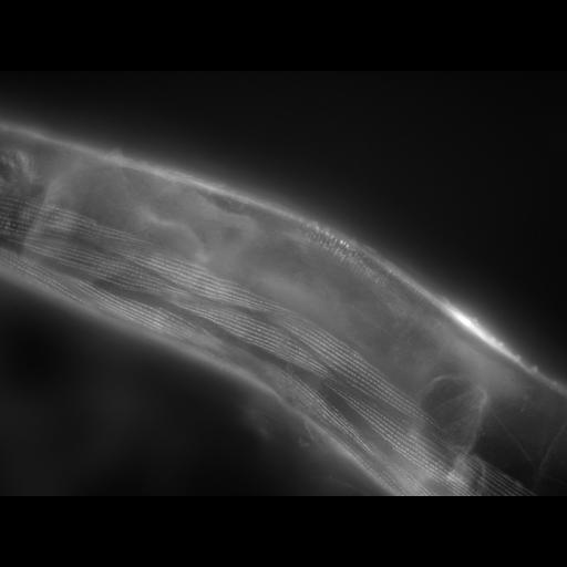  NCBI Organism:Caenorhabditis elegans; Cell Types:muscle cell Cell Components:actin filament Biological process:chronological cell aging