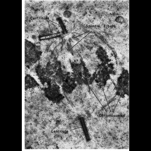  NCBI Organism:Gallus gallus; Cell Types:spermatocyte Cell Components:pericentriolar material, nuclear chromosome, centriole; Biological process:spermatogonial cell division