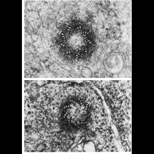  Cell Types:eukaryotic cell Cell Components:centriole