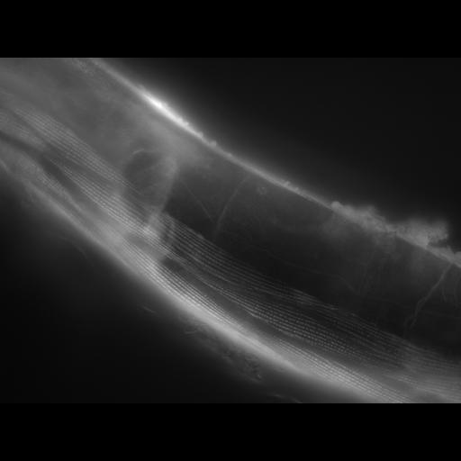  NCBI Organism:Caenorhabditis elegans; Cell Types:muscle cell Cell Components:actin filament Biological process:chronological cell aging