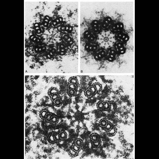  Cell Types:eukaryotic cell Cell Components:centriole, microtubule; Biological process:, cytoplasmic microtubule organization;