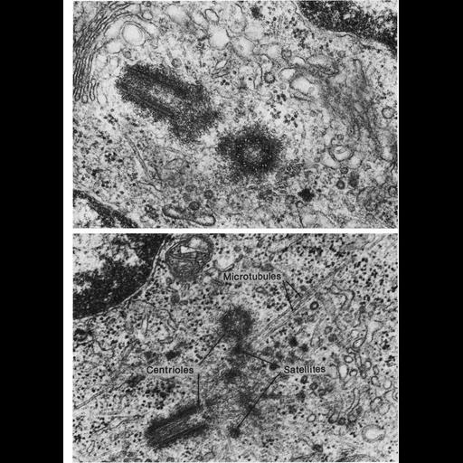  NCBI Organism:Cavia porcellus, , ; Cell Components:centriole, pericentriolar material, microtubule, ;