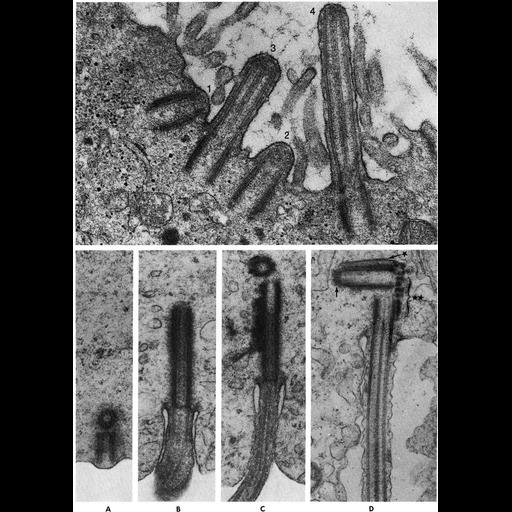  NCBI Organism:Mammalia; Cell Types:ciliated epithelial cell, spermatid; Cell Components:centriole, cilium; Biological process:cilium assembly, cilium axoneme assembly;