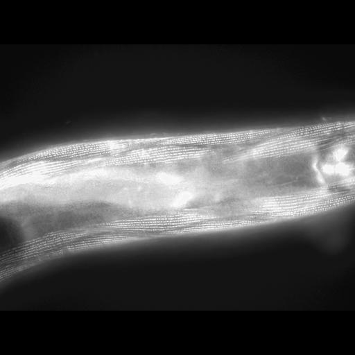  NCBI Organism:Caenorhabditis elegans; Cell Types:muscle cell Cell Components:actin filament Biological process:chronological cell aging