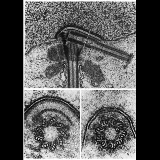  NCBI Organism:Mammalia; Cell Types:spermatid Cell Components:axoneme, centriole; Biological process:cilium assembly, cilium axoneme assembly;