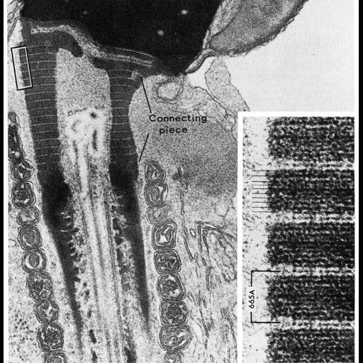  NCBI Organism:Cricetulus griseus; Cell Types:sperm Cell Components:centriole, mitochondrion; Biological process:spermatid development