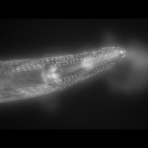  NCBI Organism:Caenorhabditis elegans; Cell Types:muscle cell Cell Components:actin filament Biological process:chronological cell aging