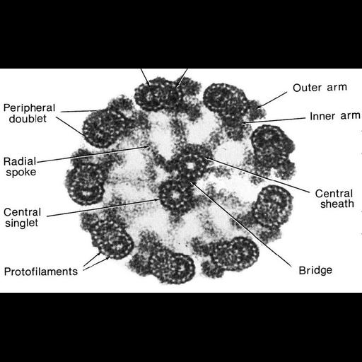  NCBI Organism:Rattus sp.; Cell Types:tracheal epithelial cell Cell Components:cilium, axoneme, microvillus; Biological process:epithelial cilium movement, cilium axoneme assembly;