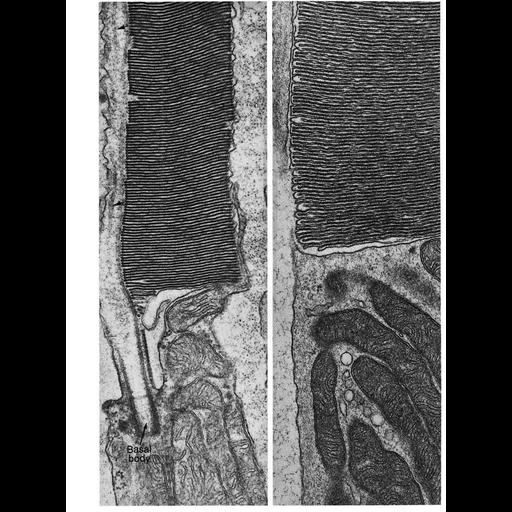  NCBI Organism:Rattus sp.; Cell Types:retinal cone cell, retinal rod cell; Cell Components:cilium, mitochondrion, cytoplasm; Biological process:epithelial cilium movement, cilium axoneme assembly;