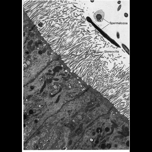  NCBI Organism:Oryctolagus cuniculus; Cell Types:epithelial cell, ; Cell Components:stereocilium