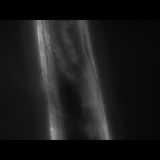  NCBI Organism:Caenorhabditis elegans; Cell Types:muscle cell Cell Components:actin filament Biological process:chronological cell aging