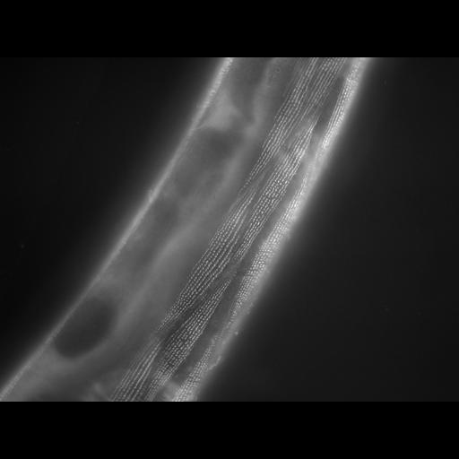  NCBI Organism:Caenorhabditis elegans; Cell Types:muscle cell Cell Components:actin filament Biological process:chronological cell aging