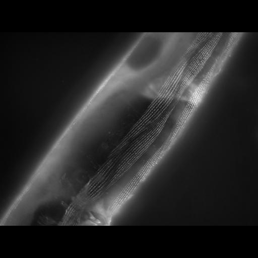  NCBI Organism:Caenorhabditis elegans; Cell Types:muscle cell Cell Components:actin filament Biological process:chronological cell aging