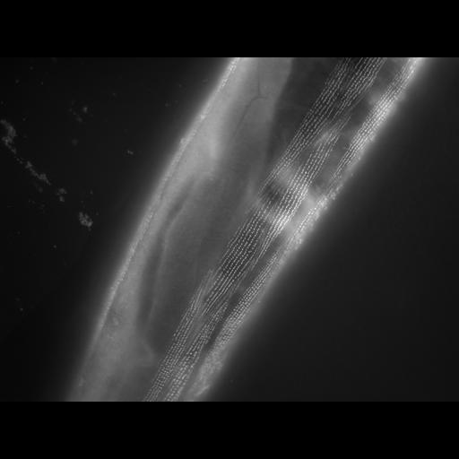  NCBI Organism:Caenorhabditis elegans; Cell Types:muscle cell Cell Components:actin filament Biological process:chronological cell aging