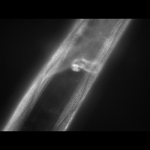  NCBI Organism:Caenorhabditis elegans; Cell Types:muscle cell Cell Components:actin filament Biological process:chronological cell aging