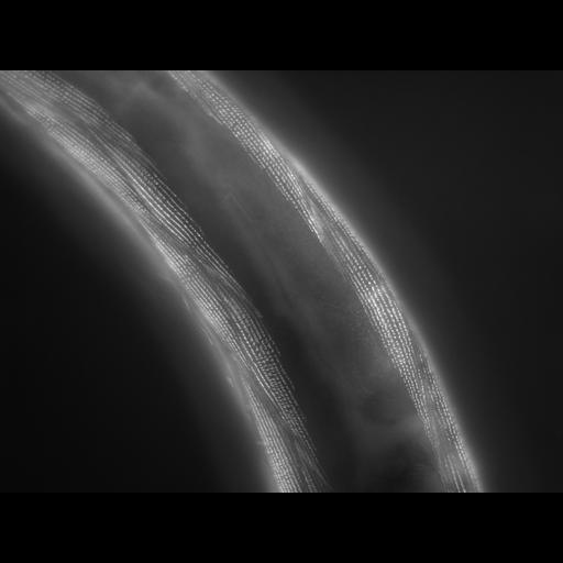  NCBI Organism:Caenorhabditis elegans; Cell Types:muscle cell Cell Components:actin filament Biological process:chronological cell aging